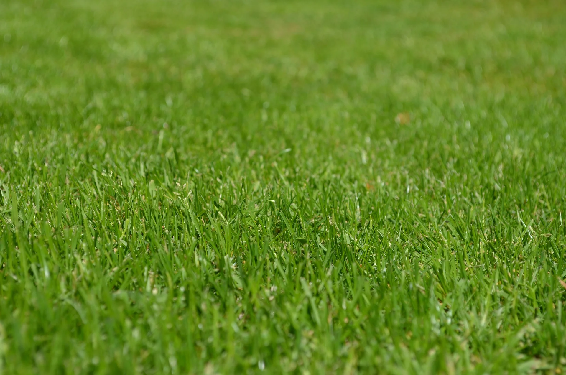 Freshly cut green grass maintained by a reliable and affordable lawn mowing service in Melbourne