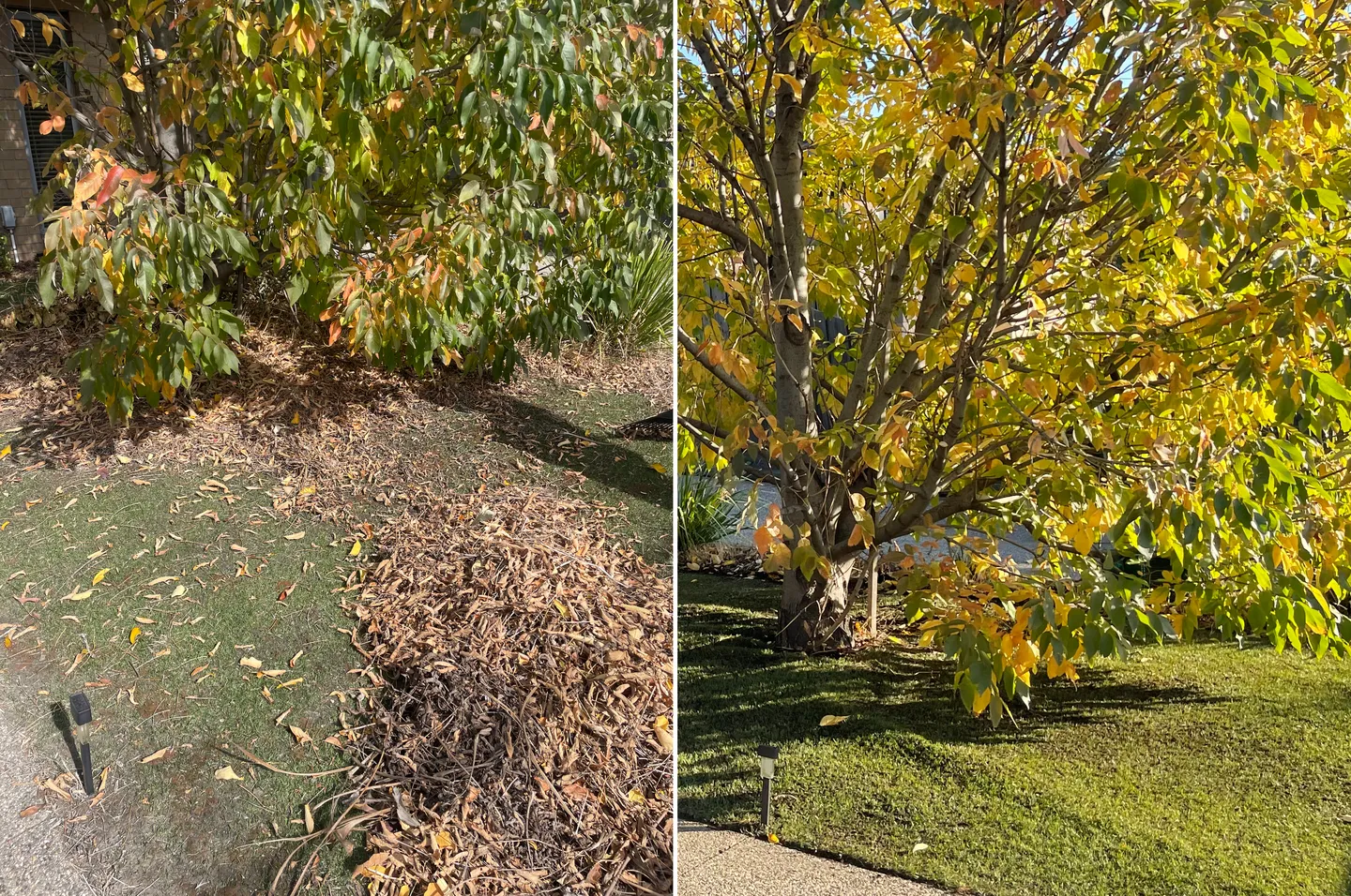 Before and after comparison of a frontyard yard cleanup in Brooklyn, showing a lawn covered in dry autumn leaves vs cleared of all debris