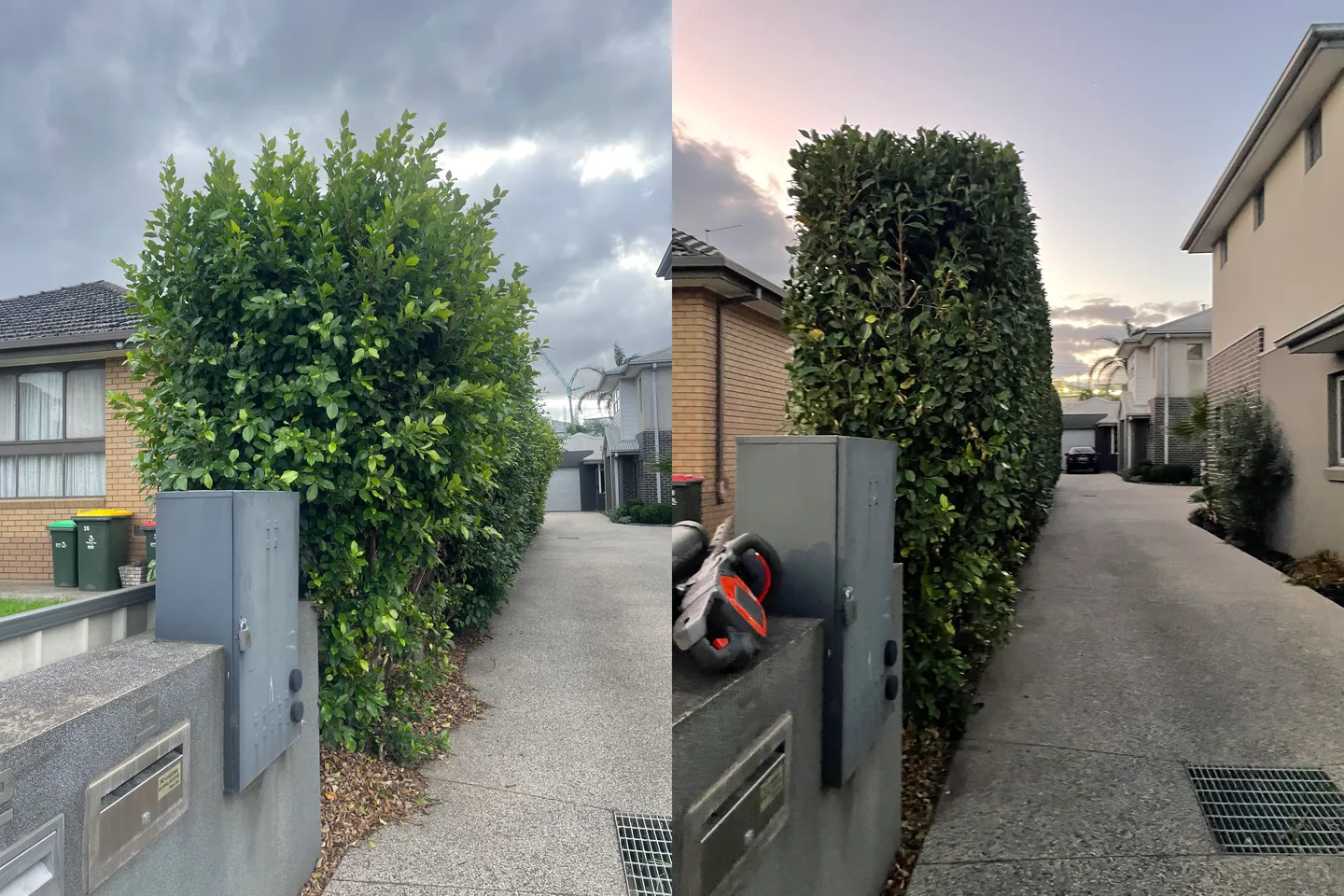 Before and after comparison of a tall side hedge trimmed and squared off along a concrete driveway in Brooklyn