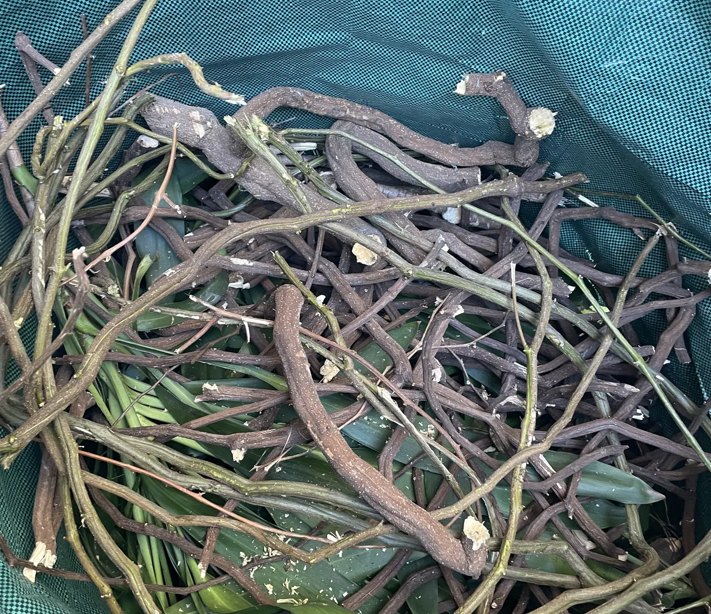 A green waste bag of trimmed vine material ready for disposal