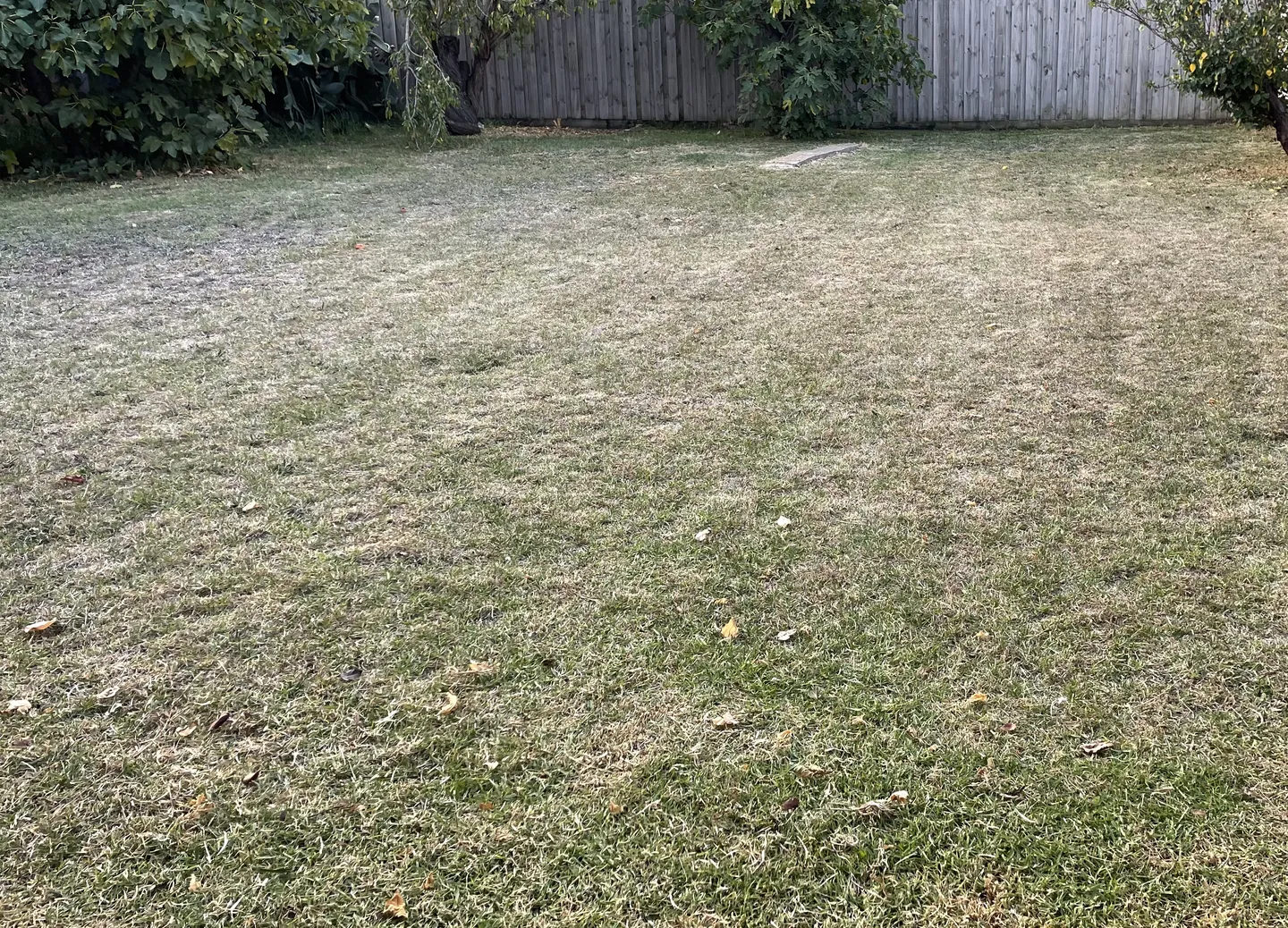 A freshly mown backyard lawn