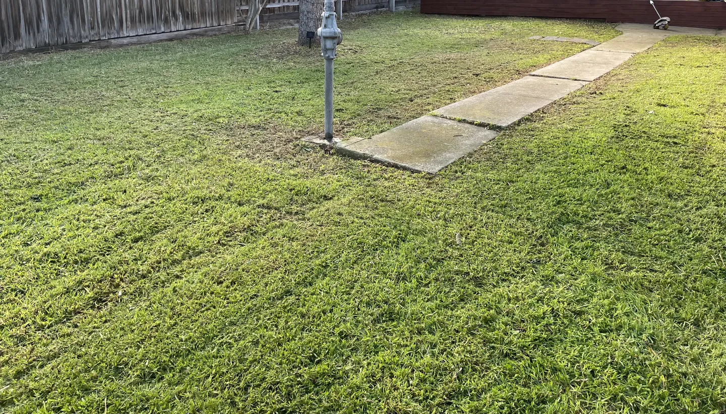 A backyard lawn with a neatly mown grass surface