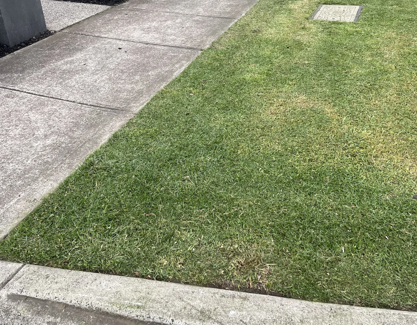 A public nature strip lawn showing short mown grass against the concrete sidewalk