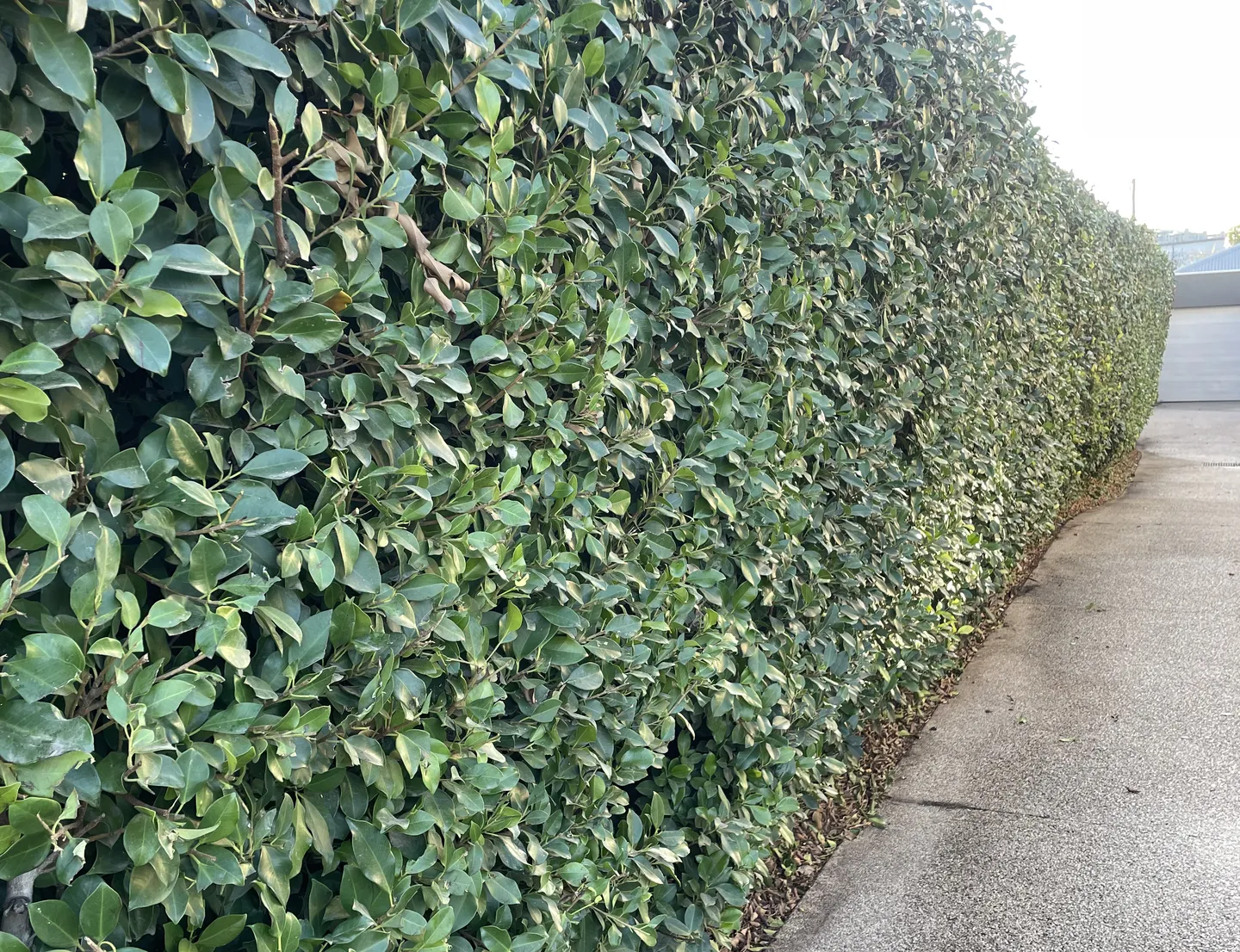A tall hedge trimmed and squared off along a driveway fence line