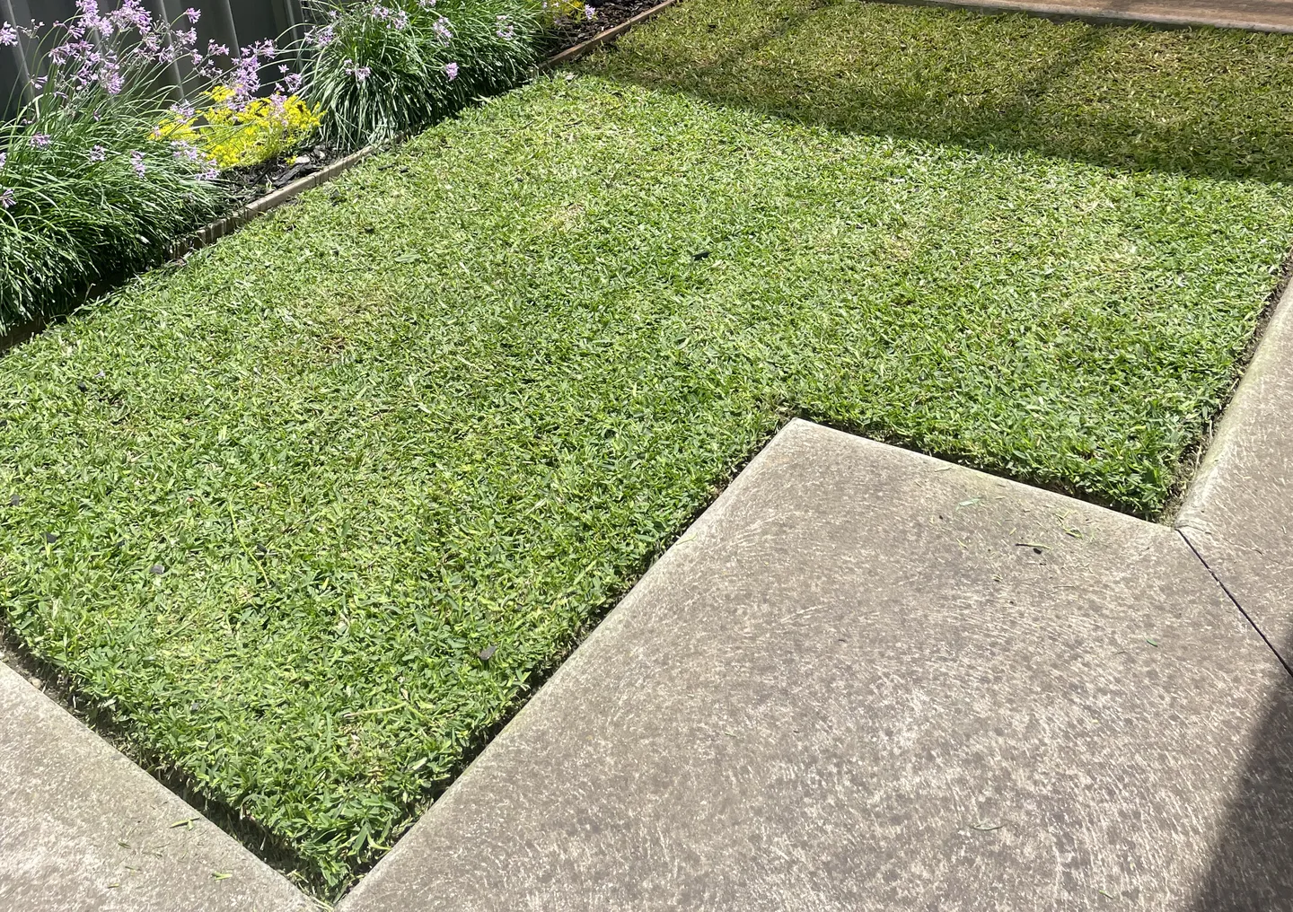 A freshly mown backyard lawn with grass cut short and edged next to a garden border and concrete
