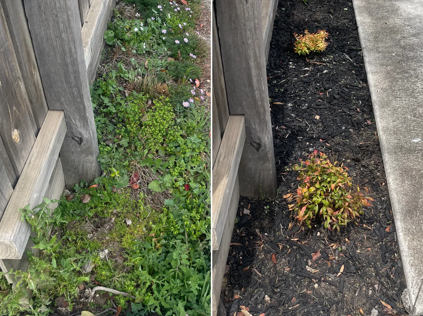Before and after comparison of garden weeding and fresh organic black mulch layering along a fence line