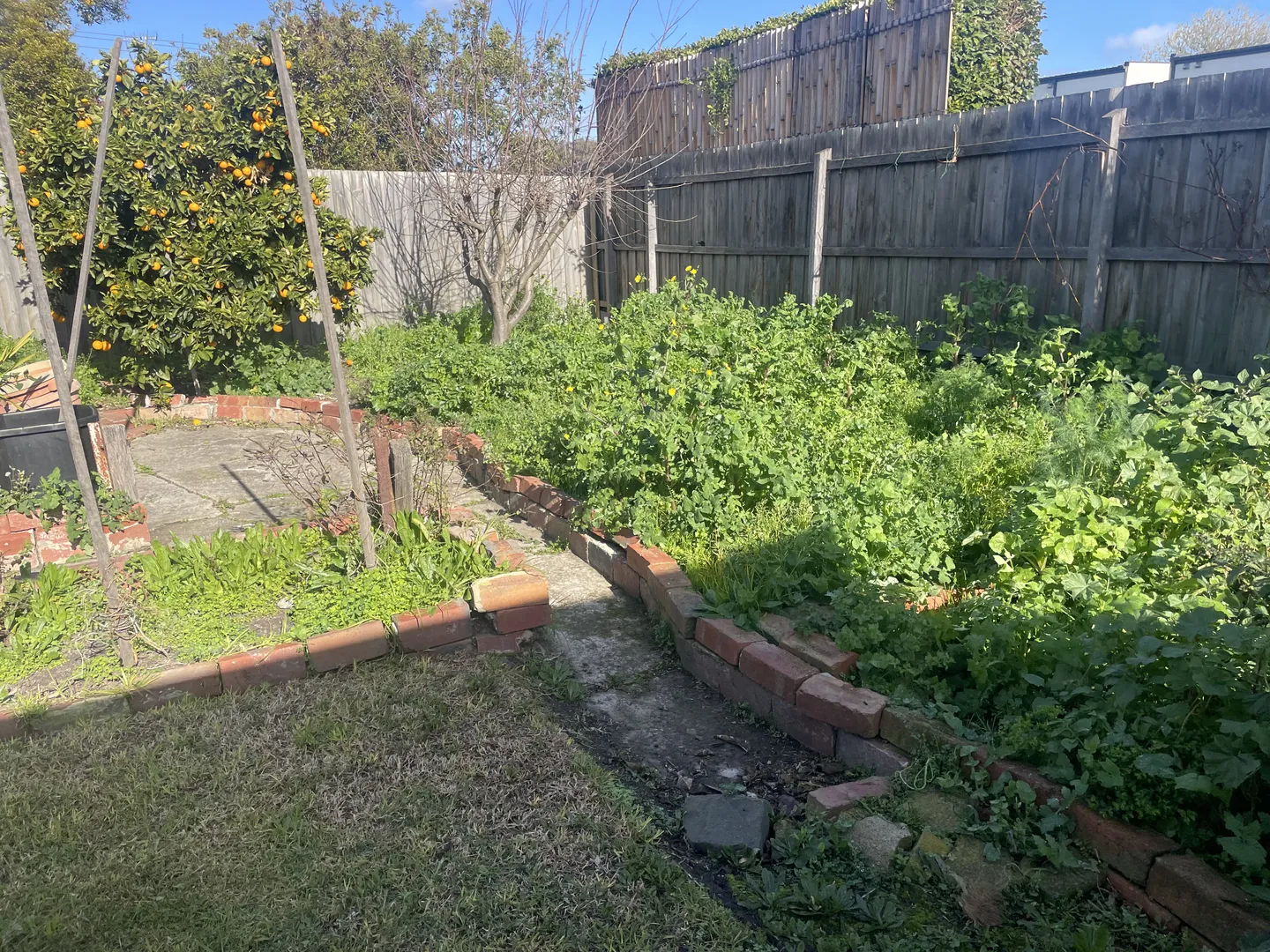 Densely overgrown backyard garden patch filled with weeds before clearance