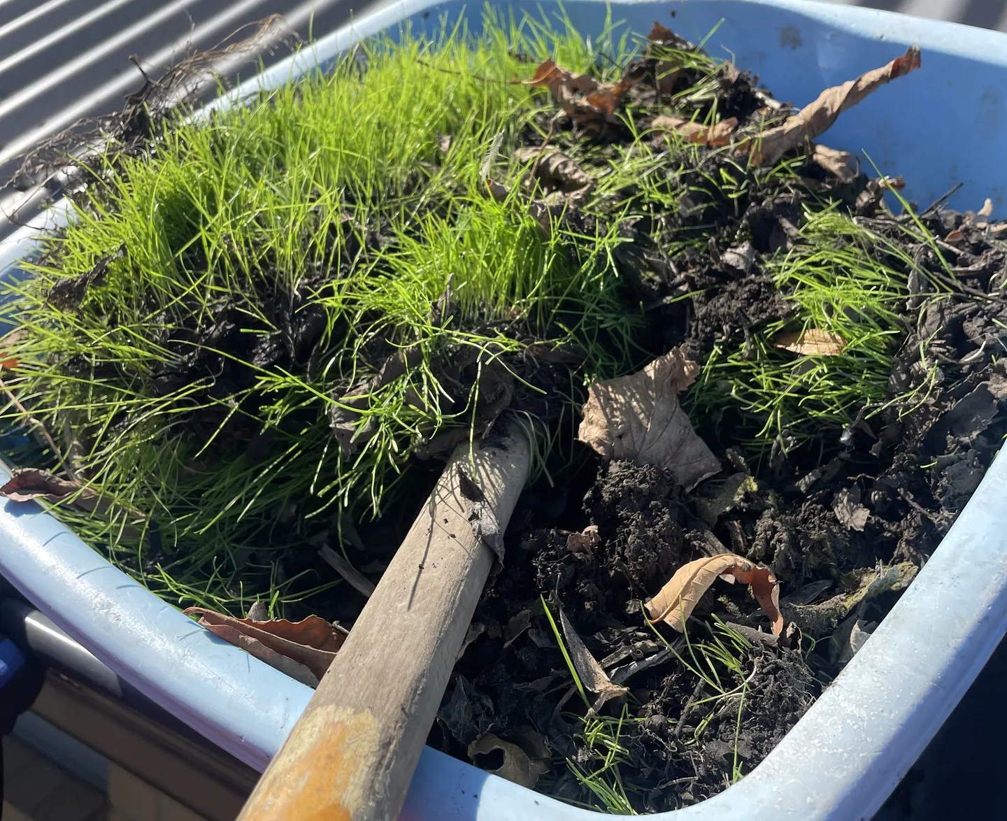Bucket filled with scraped moss, leaves, and soil extracted during gutter cleaning
