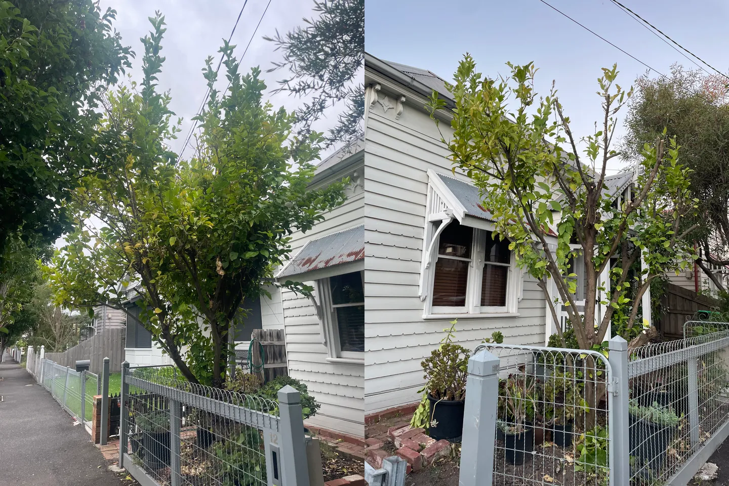Before and after comparison of a frontyard tree that's been pruned