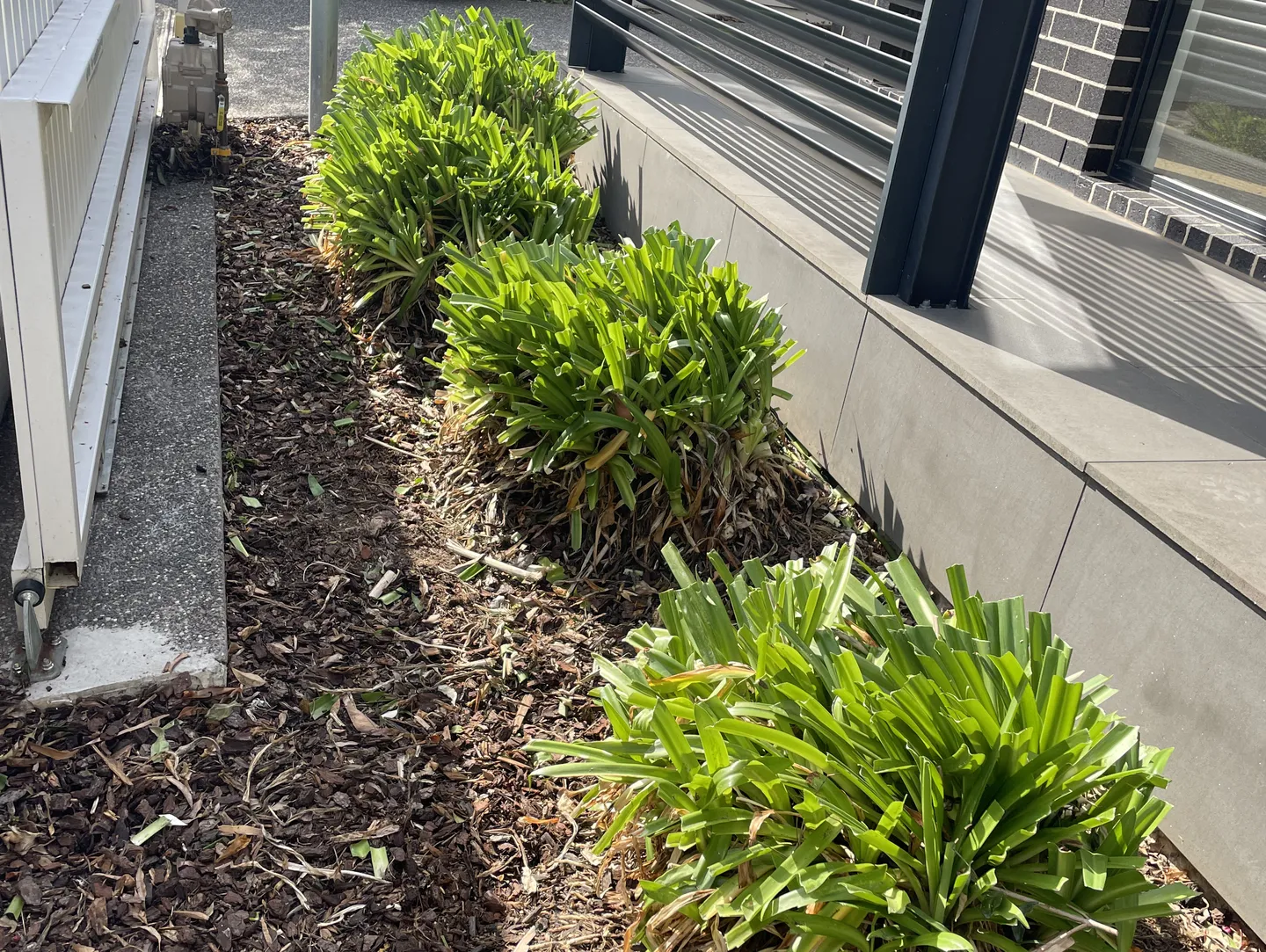 Neatly trimmed green plants in front yard