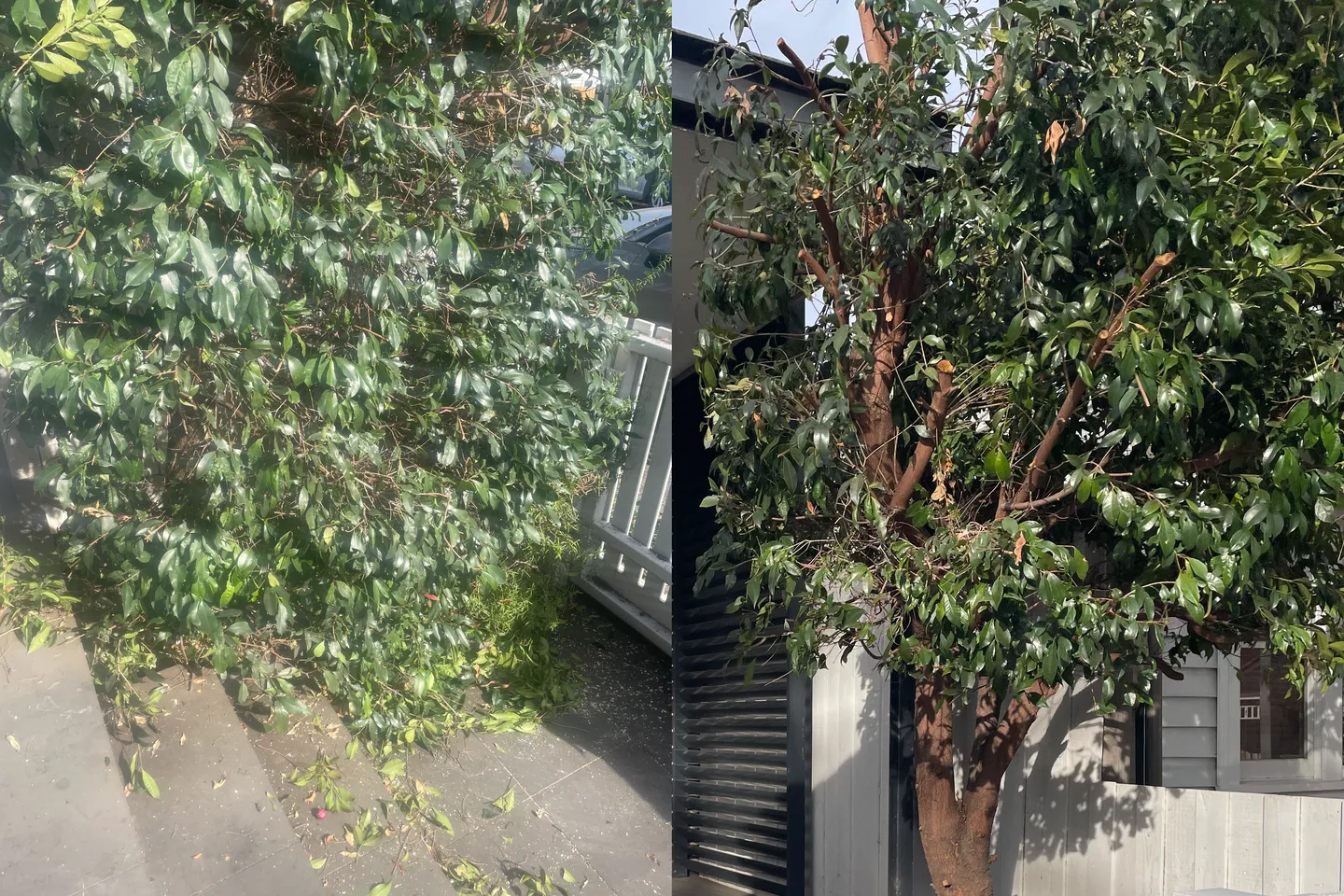 Drastic before and after comparison of a trimmed garden tree that had previously extended to the ground